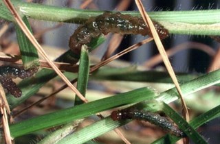 Tropical grass webworm